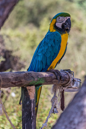 Portrait of a blue-and-yellow macaw (Ara ararauna) sitting on a branch and looking at the side. This...