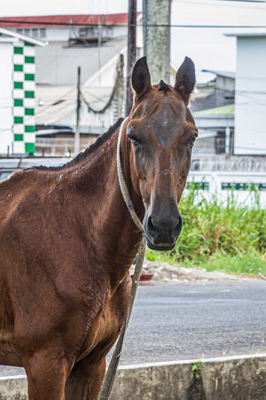 A brown horse on the main street of Georgetown, the capital of Guyana, South America. The horse...
