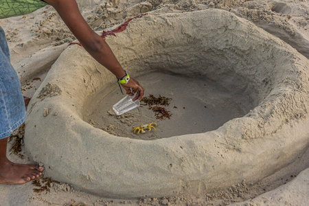 Children caught The Atlantic ghost crab (Ocypode quadrata) also known as sand or beach crab and...