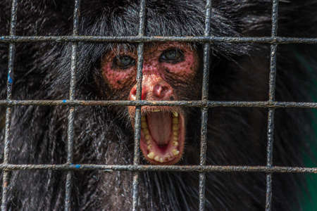 The tufted capuchin (Sapajus apella), also known as brown or black-capped capuchin, or pin monkey is a New World primate from South America. The tufted capuchin is an omnivorous animalの写真素材