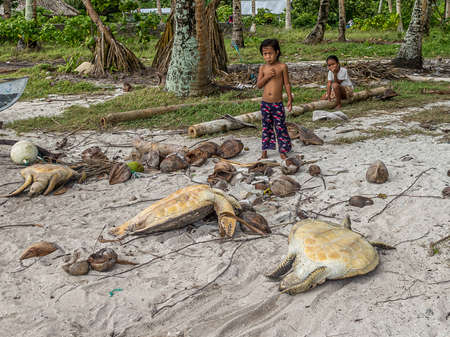 Fanning Atoll (Tabuaeran), Kiribati - March 09, 2013. Dead green sea turtle (Chelonia mydas) on the shore. They were killed by locals for the wedding festive table. It's an endangered species.のeditorial素材
