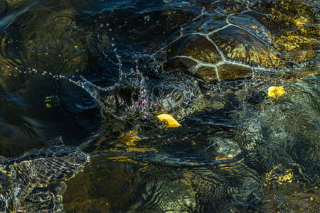 Green sea turtles (Chelonia mydas) are fighting for a piece of papaya. Chelonia mydas also known as the black sea or Pacific green turtle. It's an endangered species.の写真素材