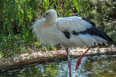 A white stork (C. ciconia) stands on one paw in a puddle. It is a large bird that lives in the grassland of Europe anf Africa. Its plumage is mainly white, with black on its wings.の写真素材