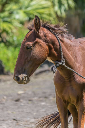 Brown horse on the streets of Savaii, Samoa in the middle of the Pacific Ocean. The horse (Equus ferus caballus) is subspecies of E. ferus (family Equidae). It is an odd-toed ungulate mammal.の写真素材