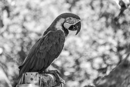 Close-up body profile portrait of a macaw sitting on a stick The Ara ararauna (blue-and-yellow or...