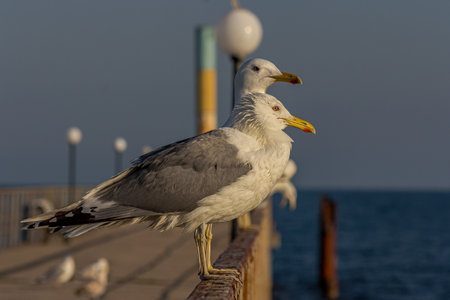A group of two seagulls or gulls stand in a row on a seaside railing at golden hour near the ocean at sunset or sunrise with water on the horizon. It's Caspian gull (Larus cachinnans).の写真素材