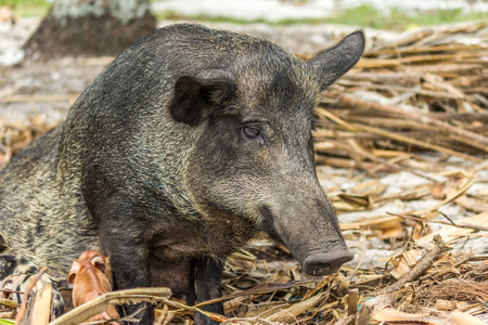 A large black fertile sow sits on the sand with straw. Piglets suckle her breast. Shot of a polinesian village on a tiny corall atoll (Fanning Atoll, Kiribati) in the middle of the Pacific Ocean.の写真素材