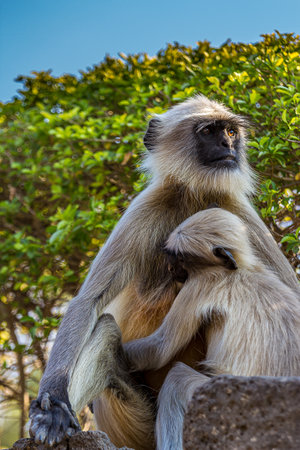 Little cute baby langur sucking mother's nipple. Bengal sacred langur (Semnopithecus entellus, Northern plains gray) lives in the tropics in India. Wildlife, nature, animal, motherhood.の写真素材