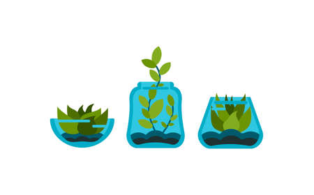 Aquatic houseplants in interior aquariums. Green curly and artisanal algae in decorative glass flasks with water. Minimalistic colorful design for home and office. Vector flat illustrationのイラスト素材