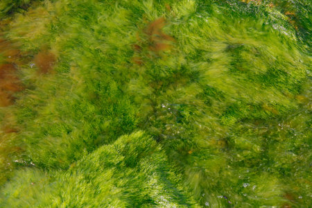 green algae in the sea water background