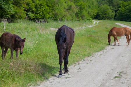 horses graze beside the road and forest and mountainsの写真素材