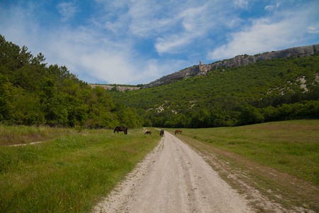 horses graze beside the road and forest and mountainsの写真素材