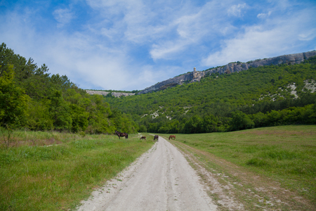 horses graze beside the road and forest and mountainsの写真素材