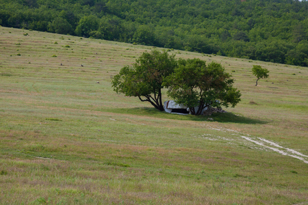lonely structure between the trees in the fieldの写真素材