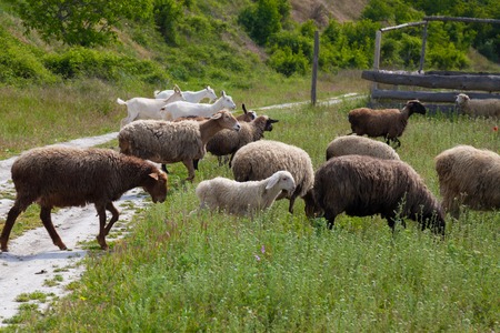 sheep and goats graze in the field and on the roadの写真素材