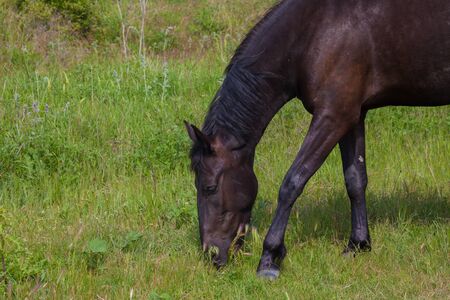 horses graze in the meadow in the forestの写真素材