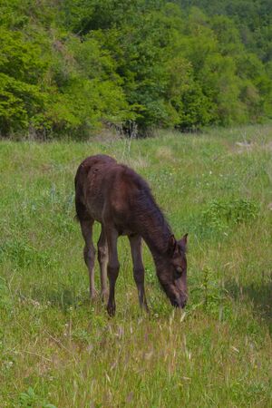 horses graze in the meadow in the forestの写真素材