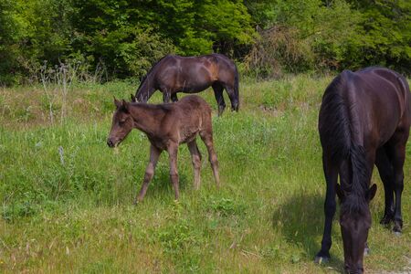 horses graze in the meadow in the forestの写真素材