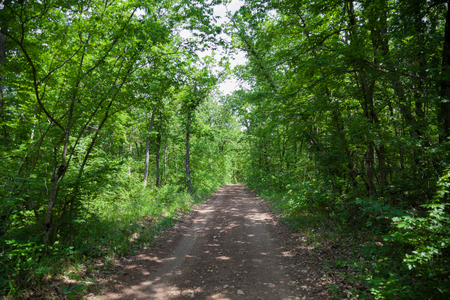 the road in the forest nature treeの写真素材