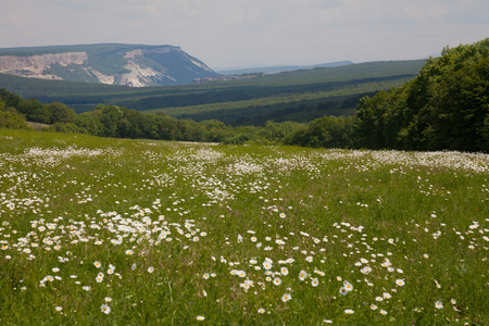 field with daisies nature white green grass summerの写真素材
