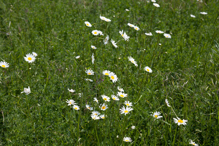 field with daisies nature white green grass summerの写真素材