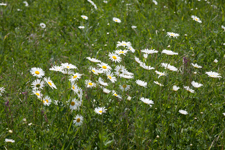 field with daisies nature white green grass summerの写真素材