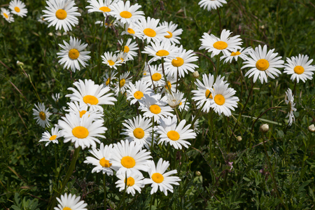 field with daisies nature white green grass summerの写真素材