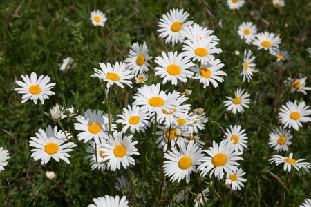 field with daisies nature white green grass summerの写真素材