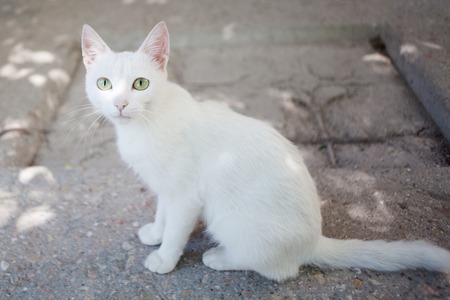 White alley cat sits on the groundの写真素材