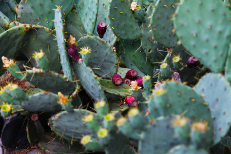 a lot of green Cactus flowers with needles