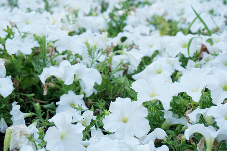 field of flowers of different shadesの写真素材