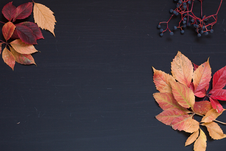 yellow and Red fall leaves on a black background zの写真素材
