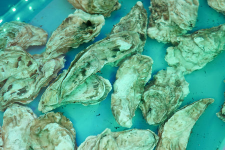 Live oysters seashells in the kitchen of the restaurant