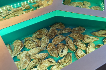 Ocean oysters in the kitchen of the restaurant seafoodの写真素材