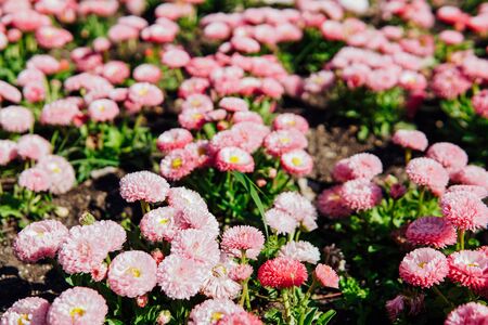 multicolored asters in a flowering garden in springの写真素材