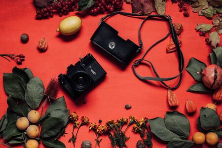 autumn yellow and Red leaves of fruit nutsの写真素材