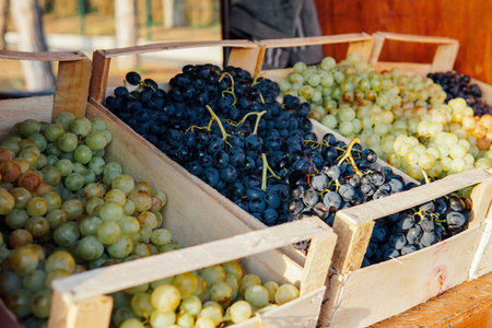 boxes of ripe grapes after the harvest in September