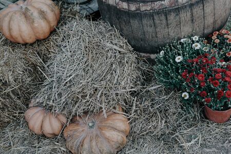 autumn background ripe orange pumpkin decor septemberの写真素材