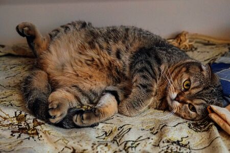 domestic cat lies on its back on the bedの写真素材