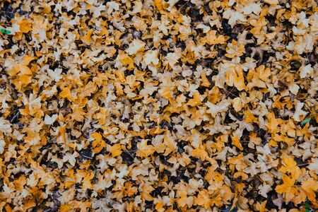 autumn background yellow leaves with wood in the forestの写真素材