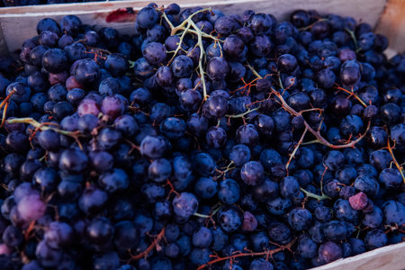 boxes of ripe sweet grapes after harvest