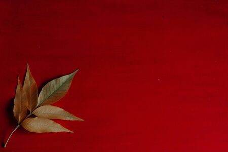 yellow red leaves autumn red postcard backgroundの写真素材