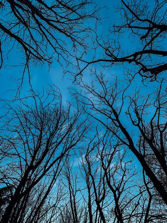 silhouette of black tree branches against the blue skyの写真素材
