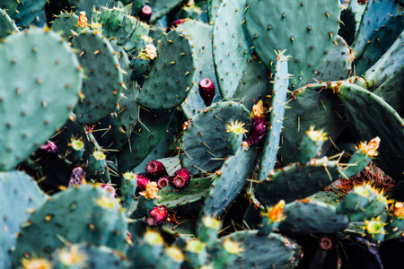 a lot of green Cactus flowers with needles