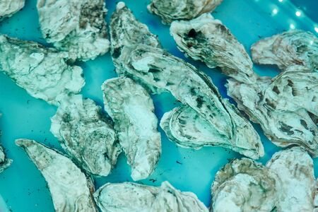 Live oysters seashells in the kitchen of the restaurantの写真素材