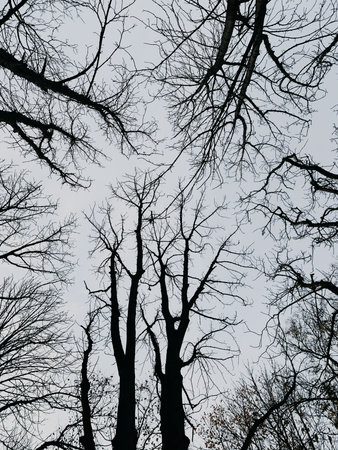 black tree tops without leaves in the forest