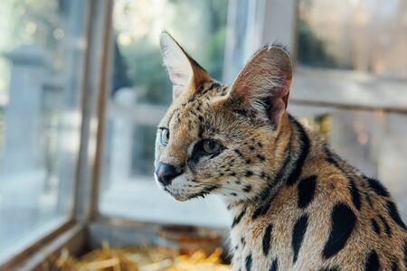 Portrait of a wild cat serval animalの写真素材