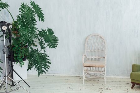 Photo studio flashes with home plants on a gray backgroundの写真素材