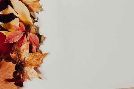 yellow and red leaves autumn white postcardの写真素材