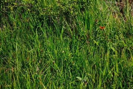 green grass and butterfly spring nature insectsの写真素材